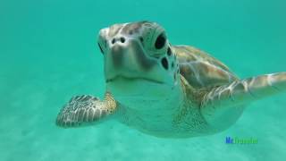 Tips to Swim With and find Turtles in Mexico [upl. by Llertak957]