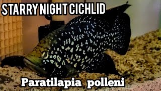 Starry Night Cichlid  Paratilapia polleni quotGreen spotquot [upl. by Nellda145]