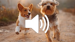 Dog Barking Sound Effect  Copyright free [upl. by Chemarin]