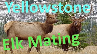 Elks mating in Yellowstone National Park Elk Rut Wild life mating [upl. by Bohner]