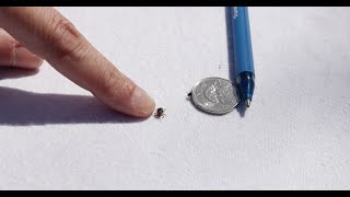 How to tell the difference between ticks [upl. by Elttil]