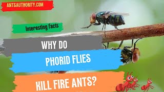 Why Do Phorid Flies Kill Fire Ants [upl. by Idelia364]