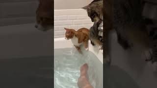 Cats fell in water 😂😂😂🥺🥺🥺catfunny funny pets [upl. by Niala]