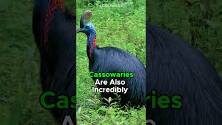 Worlds Most Deadly Bird  The Cassowarys Dangerous Secret [upl. by Hsepid365]