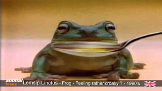 Lemsip Linctus and Expectorant  Croaky Frog  Starts crooning [upl. by Beckerman]