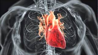 HUMAN HEART BEAT SOUND EFFECT IN HIGH QUALITY [upl. by Noillid]