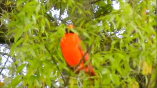 Male Cardinal Sings His Heart Out 31814 [upl. by Penoyer]