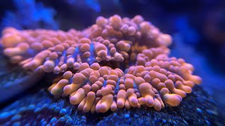 Mushroom coral care A look at my mushrooms in the Red Sea tank including bounce mushroom [upl. by Ayam410]