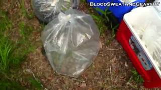 Stocking a Pond with Blue Tilapia amp Sterile Grass Carp [upl. by Thurlough]