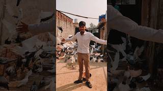 Faridabad pets official video 📷 pigeonlover youtubeshorts birds aquabird bird pigeon [upl. by Iney]