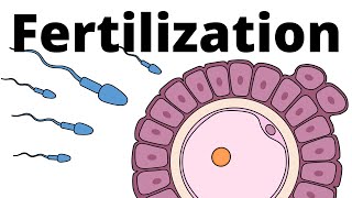 Fertilization explained – sperm and egg fusion [upl. by Leanatan359]