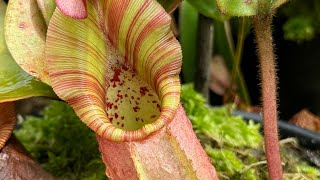 Nepenthes Veitchii uma espécie fascinante  Bônus [upl. by Oiziruam]