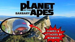 Jumped amp Attacked by Barbary Macaque Monkeys in Gibraltar [upl. by Mark]