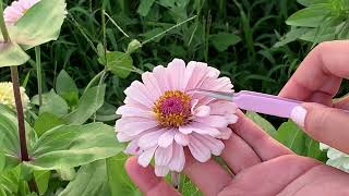 How To Hand Pollinate Zinnias For Breeding Colors [upl. by Assillim]