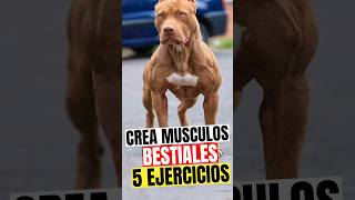 💪5 BRUTALES Ejercicios Músculos BESTIALES Para tu Pitbull 💪 [upl. by Halfon]