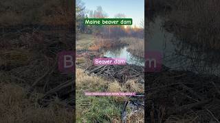 Maine beaver dam I’ll be updating progress of beavers nature beaver beaverdamremoval [upl. by Tosch300]