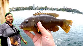 Fishing With LIVE Prawns Sydney Harbour Fishing With Aka Mikes Fishing [upl. by Nomyad]