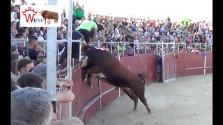 PELIGROSO TORO DE CAJON DE LA PEÑA EL BURLADERO DE NUMANCIA DE LA SAGRA 2022 [upl. by Scammon]