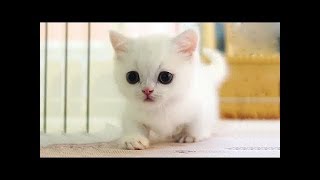 Cats and Cute Kittens overload Compilation 2018 [upl. by Adela]