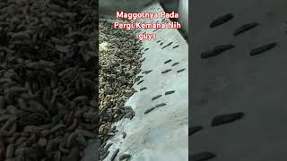 Proses Maggot prepupa migrasi bsf ikan maggotbsf [upl. by Nuawd104]