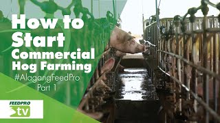 Part 1 How to start commercial hog farming [upl. by Eremehc]