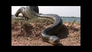 Una SERPIENTE se Convierte en una JOVEN HERMOSA para Devorar Hombres Abụsaḏores  RESUMEN [upl. by Dorrahs]