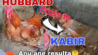 HUBBARD CHICKEN ANU PINAGKAIBA SA KABIR AND SASSOMAGKANO PRESYUHAN NITO [upl. by Rashida644]