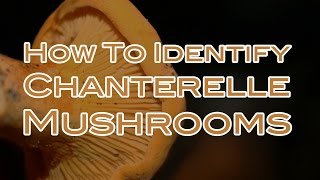 How To Identify Chanterelle Mushrooms [upl. by Gorges]