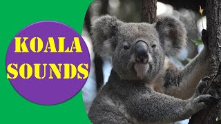 Koala sounds  Video Koala Sounds For Kids  Animal Sounds [upl. by Kenyon]