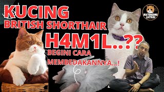 TANDA  TANDA KUCING BRITISH SHORTHAIR H4M1L [upl. by Naloj]