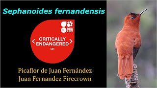 Picaflor de Juan Fernández Sephanoides fernandensis  Juan Fernandez Firecrown [upl. by Marilou612]