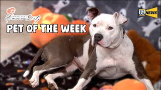 Meet Maeve The Dubois County Humane Society Pet of The Week [upl. by Seditsira]