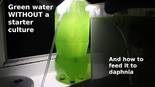 Green Water WITHOUT a Starter Culture  From Scratch  How To [upl. by Hsitirb]