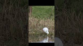 Cattle egret eating and drinking from a pond [upl. by Dwight]