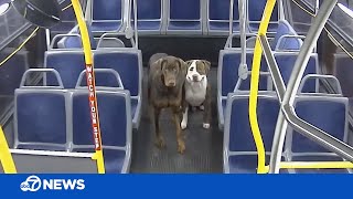 Lost dogs reunited with family thanks to bus driver [upl. by Inod489]