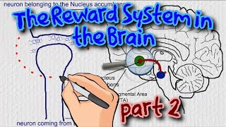 The Reward System in the Brain  the role of tonic and phasic dopamine [upl. by Rebmyk]