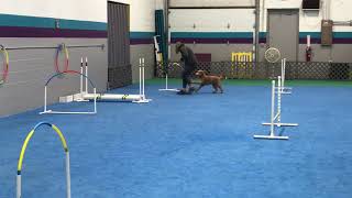 Mini goldendoodle beginner agility class [upl. by Bambi288]