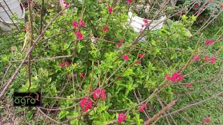 Stachytarpheta jamaicensis  Verbena [upl. by Ennoira]