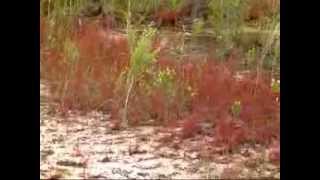 unique red Drosera filiformis in Florida [upl. by Leno]