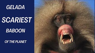 True Facts  Gelada Baboon  The Scariest Herbivore On Earth [upl. by Anirok]