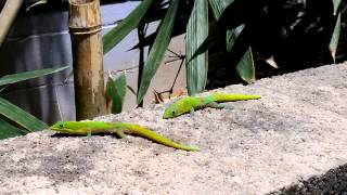 Hawaiian Day Gecko fighting over Territory [upl. by Ainocal]