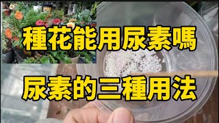 種花能用尿素嗎？當然可以，尿素的三種用法 [upl. by Leasi]