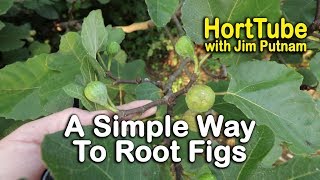 A Simple Way To Root Fig Trees Part 1  Propagating Figs [upl. by Idnahs84]