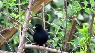 Barka Indigobird Vidua larvaticola Gambela Ethiopia 2 November 2012 [upl. by Zuckerman]