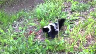 Cute baby skunks I pet them [upl. by Atled794]