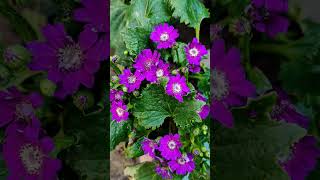 Cineraria  flower nature naturephotography naturelovers krishna morning [upl. by Odarbil28]