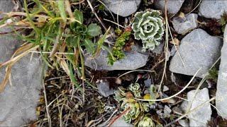 Saxifraga paniculata Lifelong saxifrage [upl. by My]