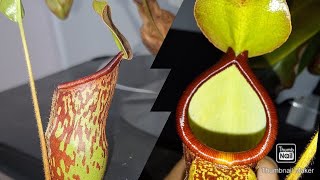 Nepenthes Gaya introduction [upl. by Penrose]