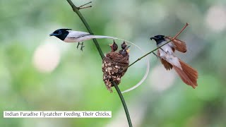 Indian Paradise Flycatcher Feeding Their Chicks। Paradise Flycatcher।Wildlife Photography। USP Birds [upl. by Kluge974]