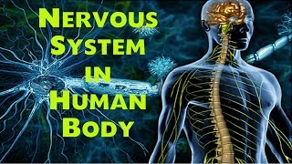 Nervous System in Human body Biology Lecture for SSC  NDA  CDS  State Exams etc [upl. by Enoved284]